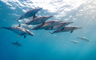 Картинка длинноносый дельфин, Гаваи, длиноклювая стенелла, James R.D. Scott Photography, тропический дельфин, стая, океан, малоголовый продельфин, вода