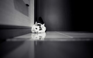 Картинка кот, черно-белое, кошка, дверь, кафель, шкаф, белая