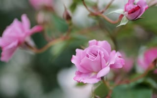 Обои розы, розовые, цветы, ветки