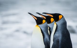 Картинка пингвины, королевские, Антарктика, Южная Георгия
