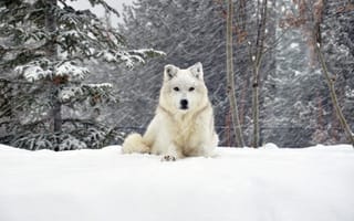 Картинка собака, снег, зима