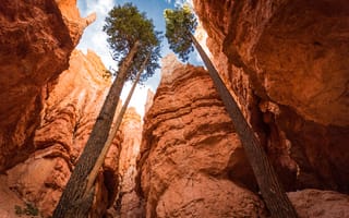 Картинка природа, скалы, деревья, сша, национальный парк Брайс-Каньон, Andrew Smith рhotography, высокие, небо, каньон, юта