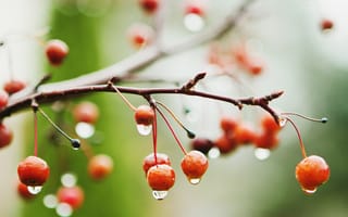 Картинка дождь, ветка, вишни, макро, ягоды, мокро