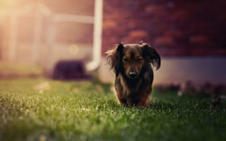 Картинка собака, трава, такса