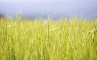 Картинка япония, макро, лето, рис, поле, Jason Hill рhotography