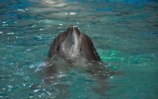 Картинка дельфины, пара, природа, животные, вода