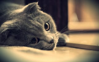 Картинка кот, глаза, взгляд, серый, британец, котэ, британский