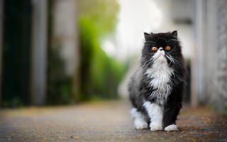 Картинка пушистый, важный, персидская кошка, кот