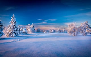 Картинка Деревья, Пейзаж, Природа, Небо, Ель, Снег, Зима