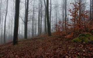 Картинка осень, лес, forest, leaves, туман, листва, Autumn, fog