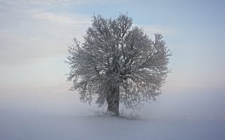Обои зима, дерево, холод, ветки, снег