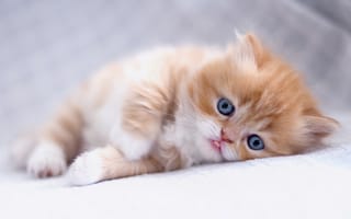 Картинка взгляд, малыш, рыжий котёнок, котёнок, рыжий, персидская кошка