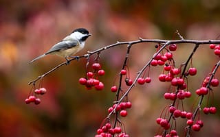 Картинка птица, ветка, John Clay Photography, синица, птичка, ягоды, осень, синичка