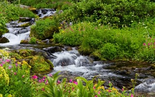 Картинка зелень, ручей, цветы, кусты, камни, мох, США, трава, Mount Rainier National Park