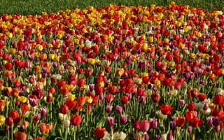 Картинка поле, природа, nature, весна, spring, field, Тюльпаны, tulips