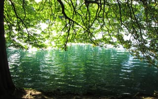 Картинка лето, деревья, summer, Pond, пруд, trees