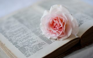 Обои книга, цветок, страницы, словарь, розовая, роза