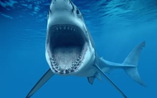 Картинка Белая акула, зубы, или кархародон (Carcharodon carcharias, Great White Shark), пасть, челюсти