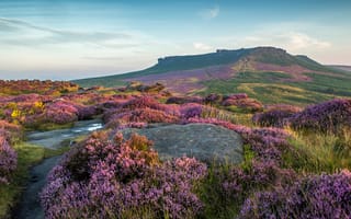 Картинка цветы, поля, Великобритания, Пик-Дистрикт, луга, лаванда, трава, камни, Peak District National Park, холм
