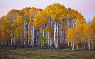 Картинка США, деревья, осень, березы, лес, Юта