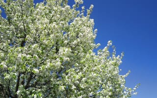 Картинка небо, дерево, цветение, blossom, весна, white, tree, sky