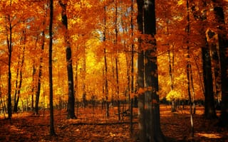 Обои природа, листва, осень, стволы, оранжевая