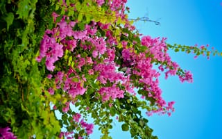 Картинка небо, красный, алые, синева, флора, растение, зеленый