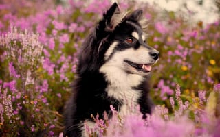 Картинка пёс, цветы, кусты