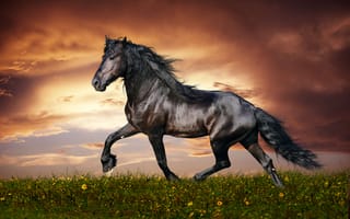 Картинка конь, бег, цветы, закат, свобода, трава