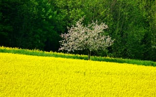 Картинка поле, деревья, жёлтые, цветы, весна, yellow flowers, spring, trees, Nature, дерево, цветение, field