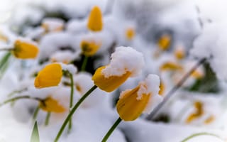 Картинка снег, цветы, тюльпаны