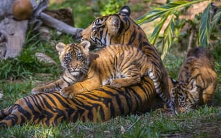 Картинка тигры, тигрята, материнство, тигрица, детёныши