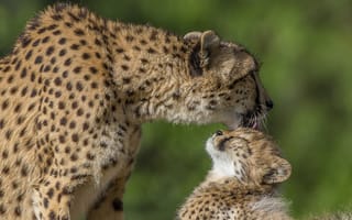 Картинка любовь, ласка, материнство, гепарды, котёнок, детёныш