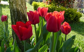 Картинка парк, весна, Tulips, spring, red, тюльпаны, красные