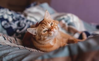 Картинка постель, лежит, рыжая кошка, Patholesia
