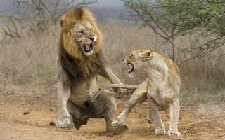 Картинка lioness, lion, attack, fight