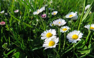 Картинка поле, лето, Daisy, маргаритки, summer, трава, field, grass