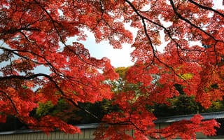 Обои Япония, клен, сад, красные, деревья, осень, парк, листья, Киото