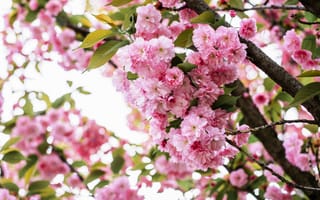 Картинка дерево, весна, цветоки, цветение, сакура, апрель