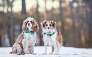Картинка собаки, зима, снег