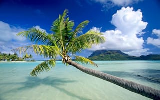 Картинка пальма, песок, море, океан, свисает, тень, пляж, прозрачность