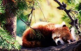 Обои красная панда, Firefox, спит