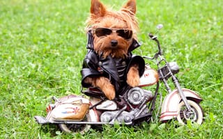 Картинка собака, куртка, очки, йоркширский терьер, трава, мотоцикл
