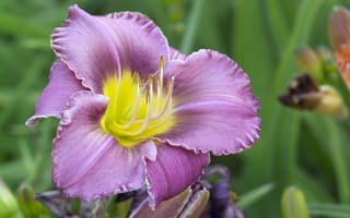 Картинка Purple flower, Цветок, Macro, боке, макро, Bokeh