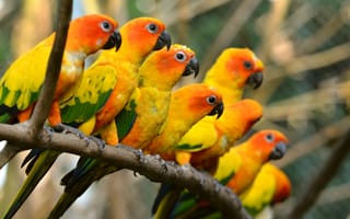 Обои beautiful, birds, trunk, птиц, красивая, попугаи, багажник, parrots