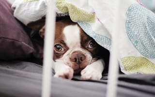 Картинка bostonterrier, собака, щенок