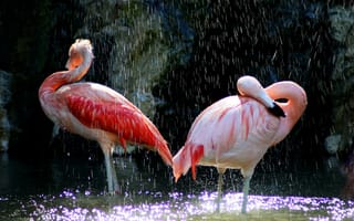 Картинка птицы, вода, клюв, розовые, фламинго