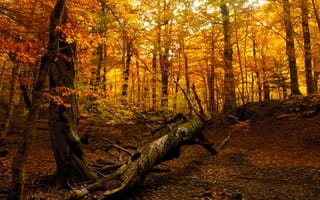 Картинка дерево, лес, природа, осень