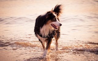 Картинка собака, море, друг, берег
