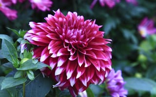Картинка капли, георгины, Dahlias, closeup
